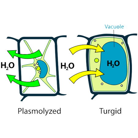 Turgor and plasmolysis